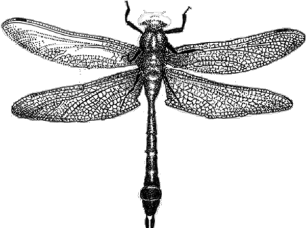 Dragonfly Clipart Dragonfly Wing Dragonfly Encyclopedia