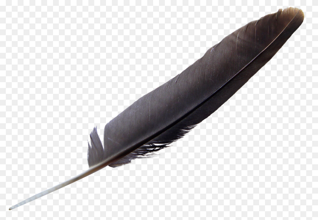Eagle Feather Png