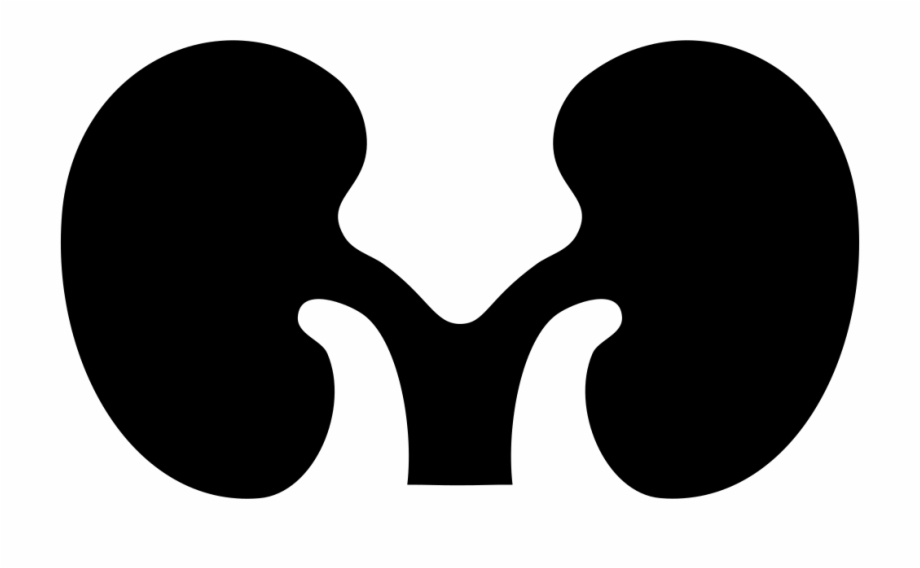 Png File Svg Kidney Silhouette Png