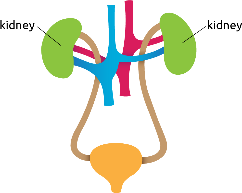 Diagram Of The Kidneys