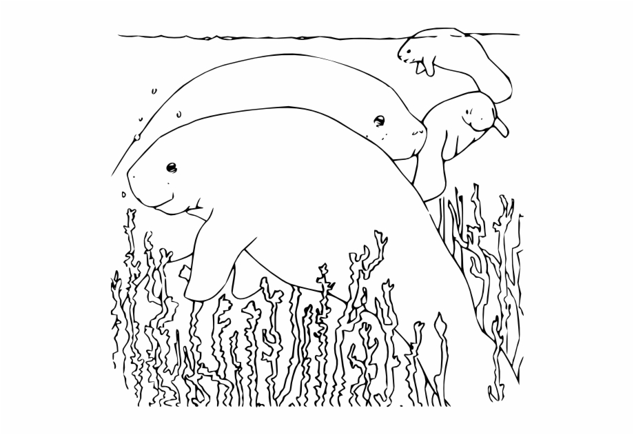 How To Set Use Coloring Book Manatee Svg