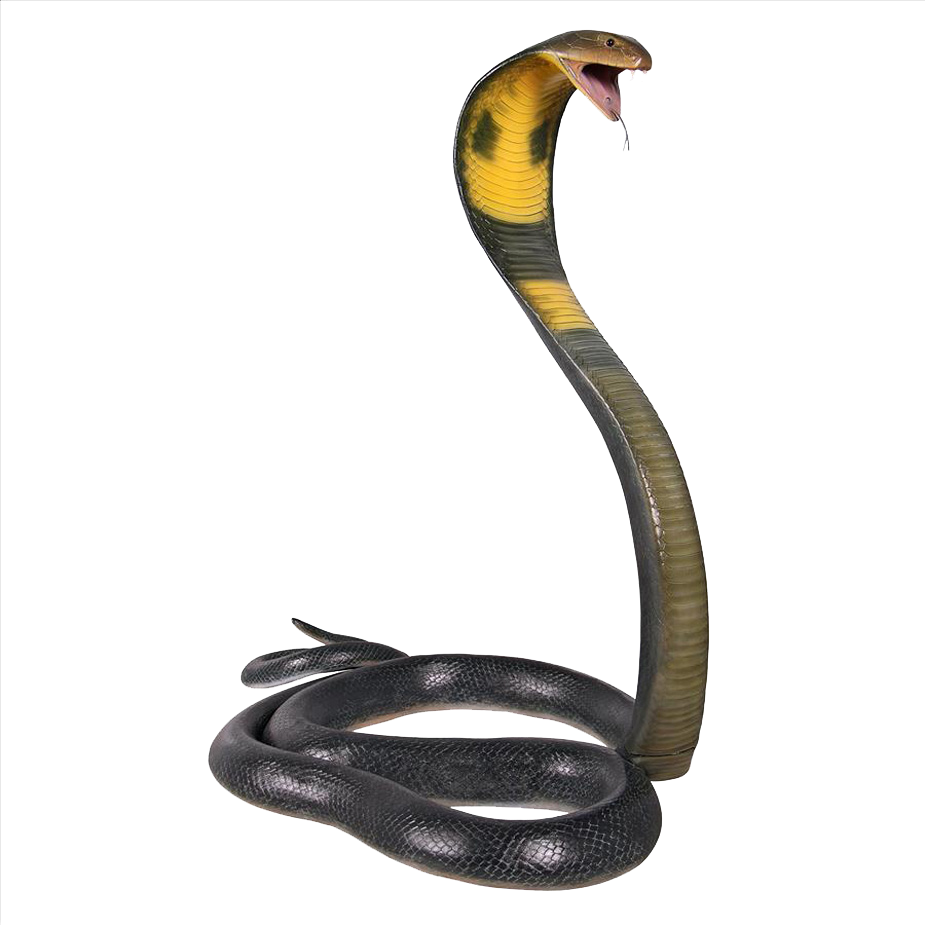 Cobra Snake