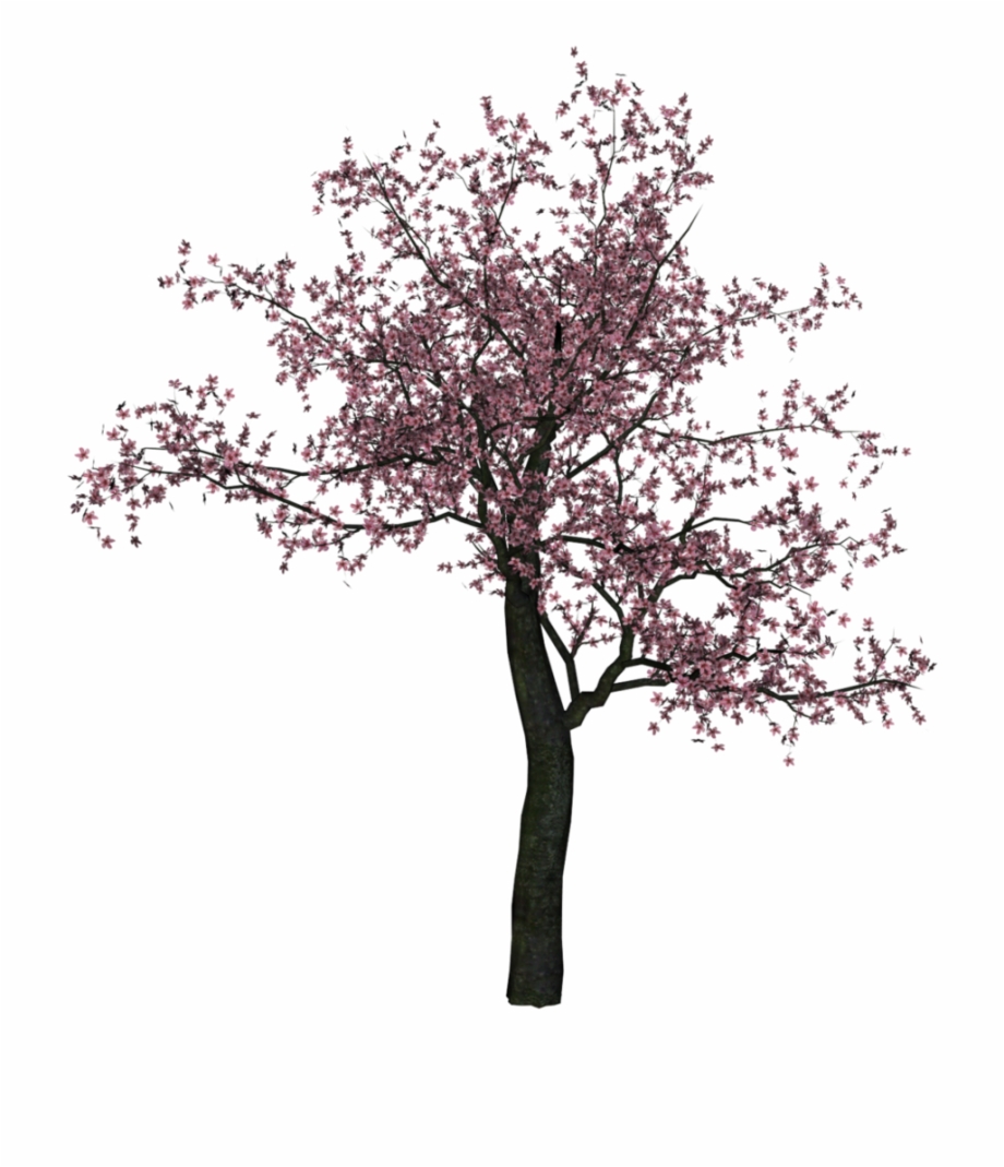 Cherry Tree Png Image Cherry Blossom Tree Png