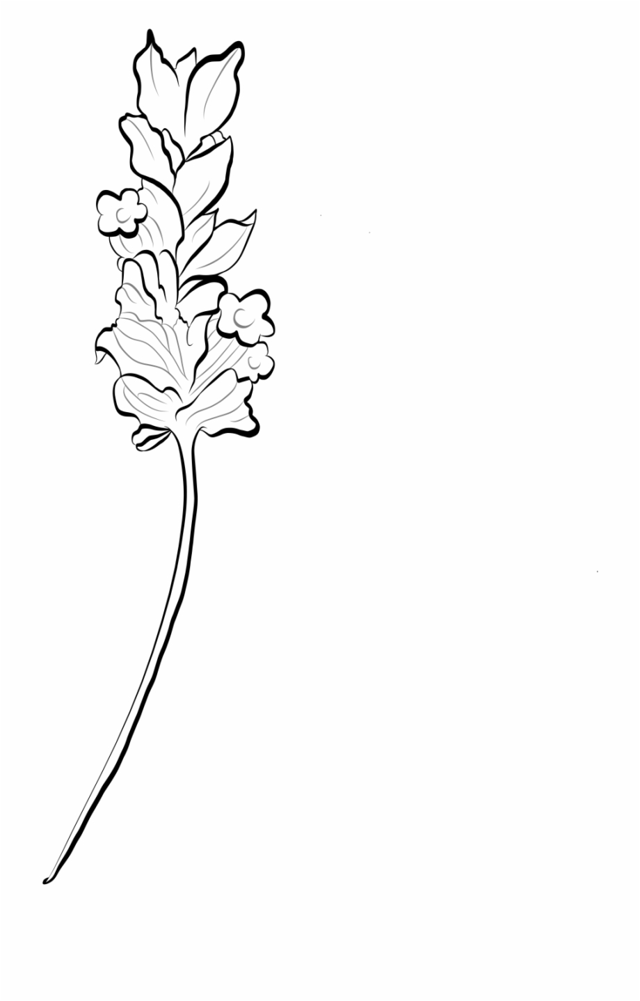 Lavender Flower Line Art