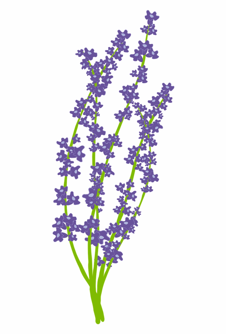 Flower Nature Free Lavender Vector Png Clip Art Library