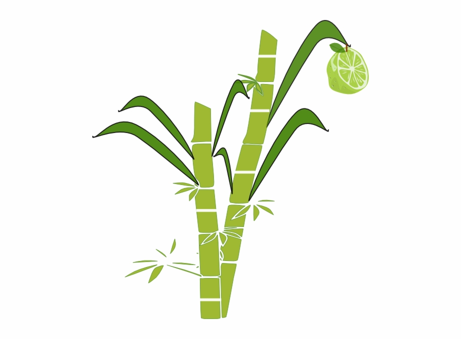 Jpg Transparent Stock Collection Of Sugar Cane Clipart