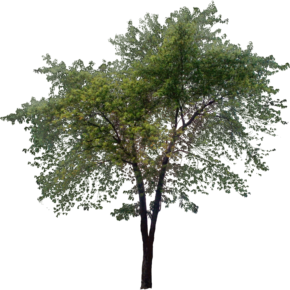 Tall Tree Png