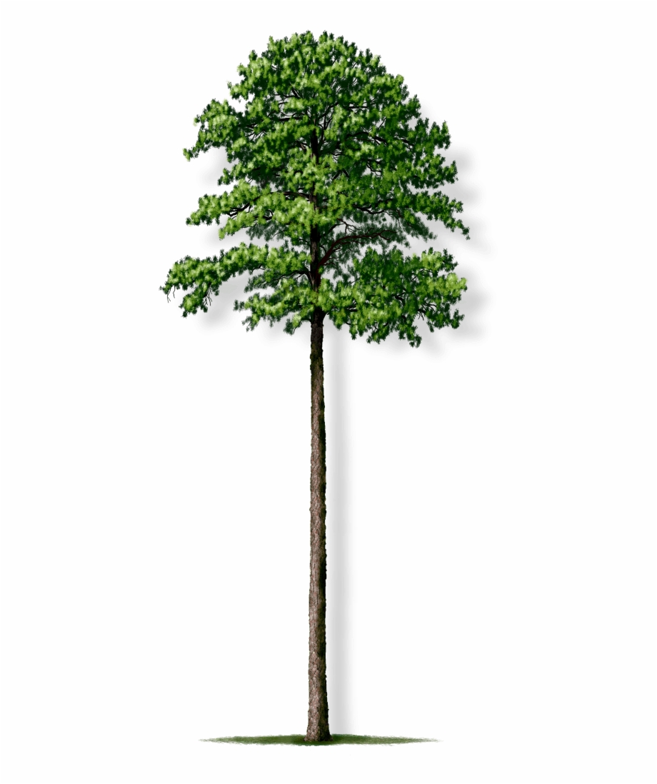 Tree Height Loblolly Pine Tree Png