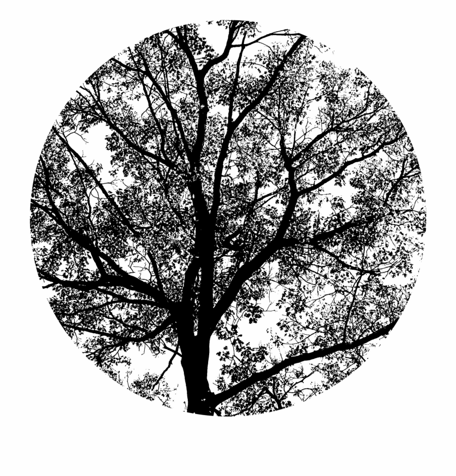 Spring Oak Tree Png Monochrome