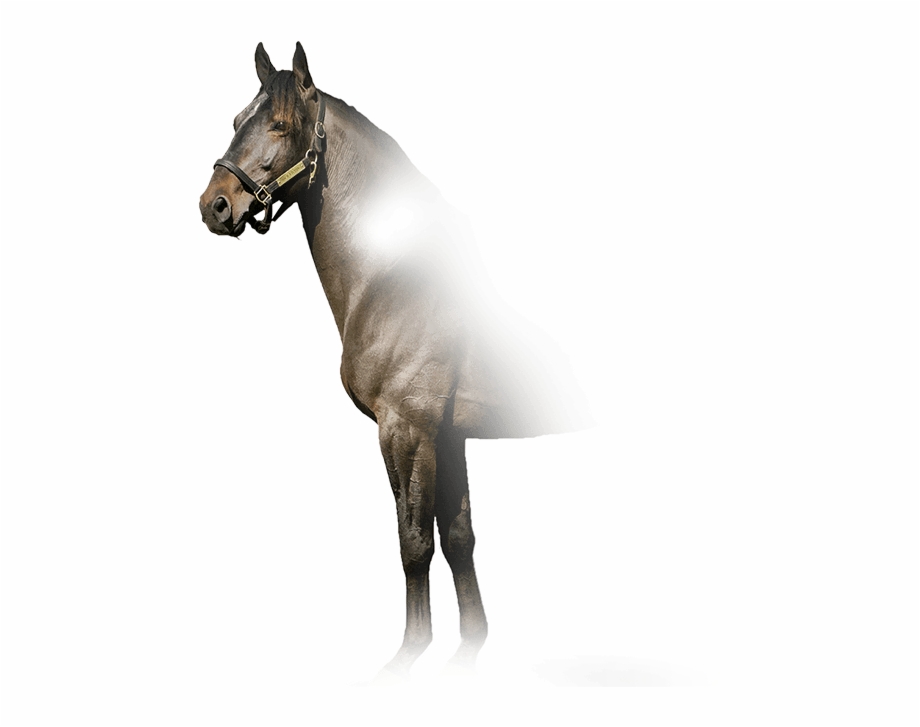 Kadabra Stallion