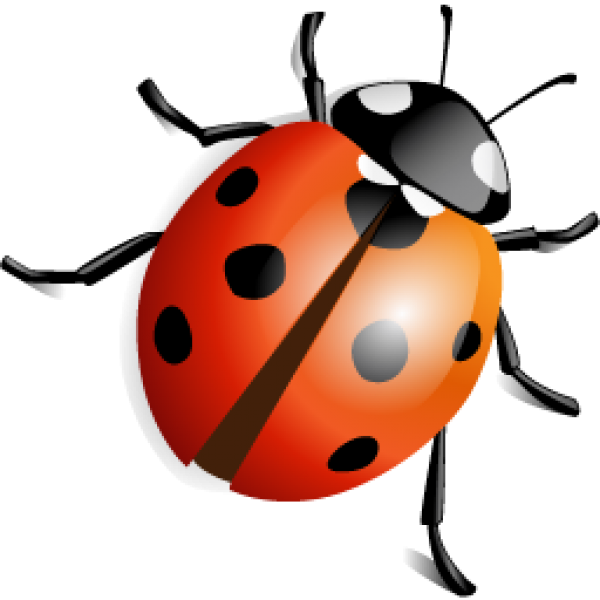 Lady Bug Png Free Download Lady Bird