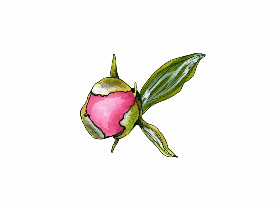 Peony Bud Japanese Camellia