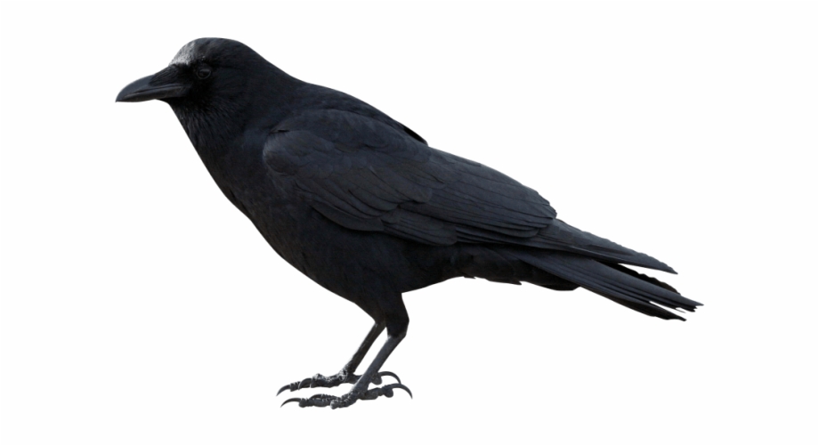 Crow Png Images Crow Transparent