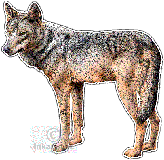 Iberian Wolf Png