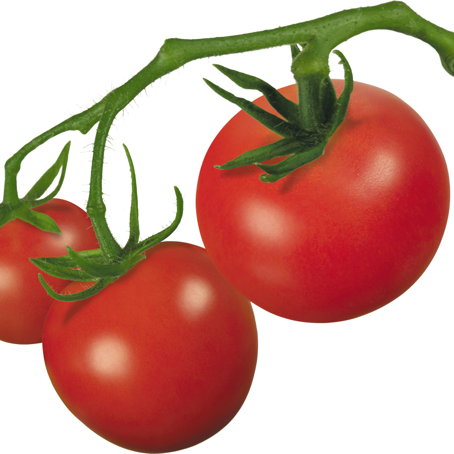 Tomato Plant Clip Art Transparent Background Tomato Png