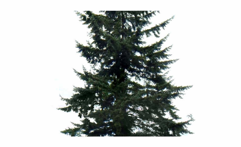Fir Tree Png Transparent Images Transparent Pine Tree