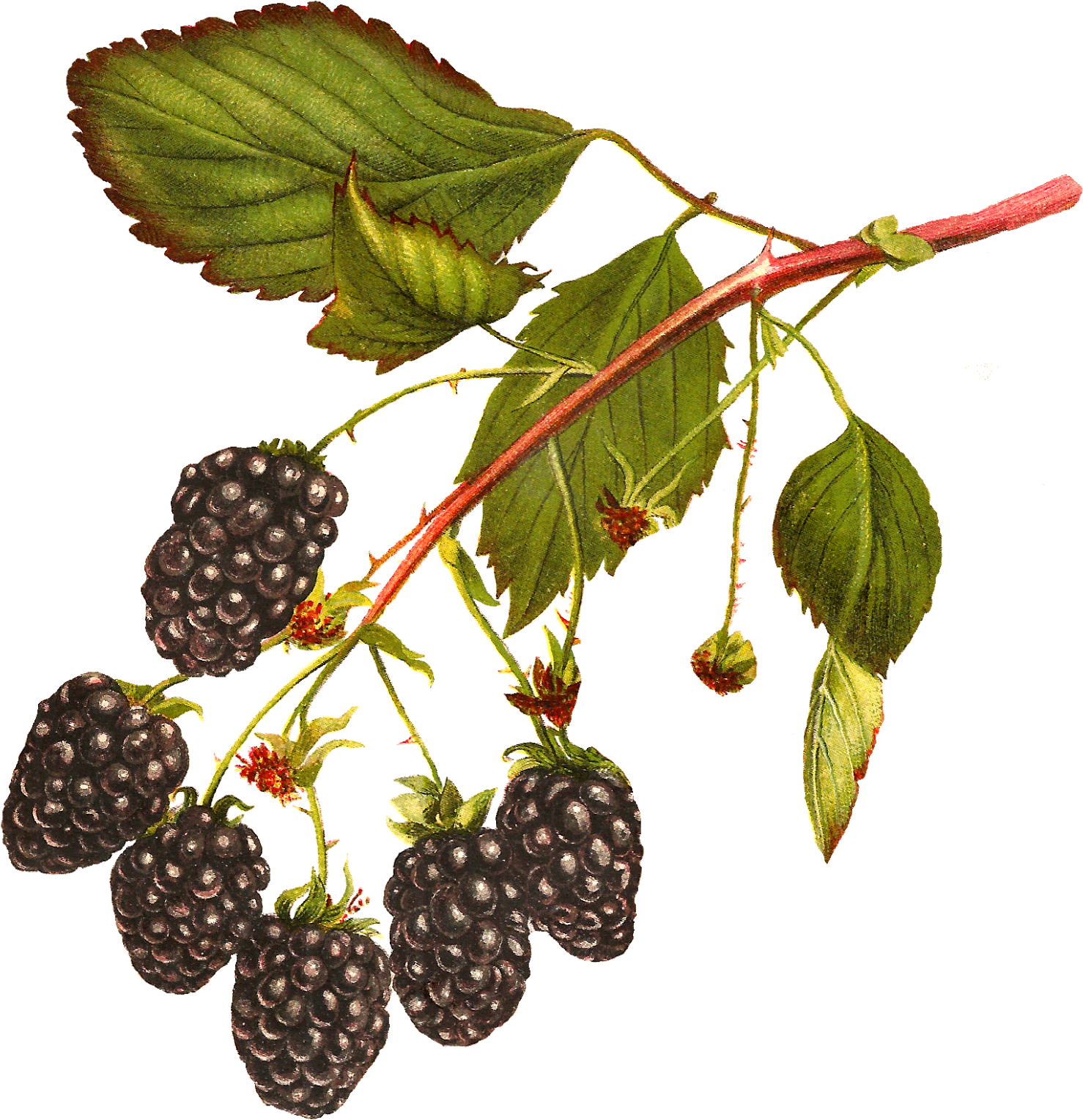 Digital Blackberry Fruit Download Blackberries Free Clip Art