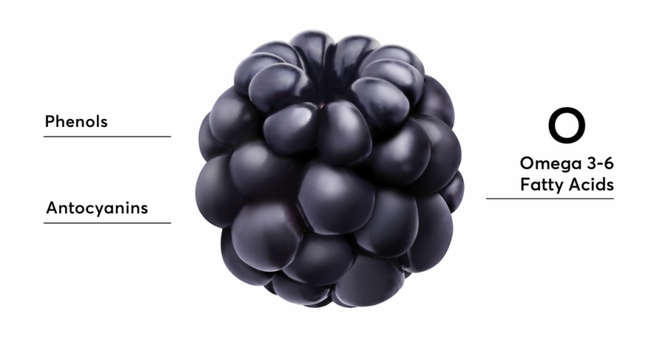 Blackberry Seedless Fruit