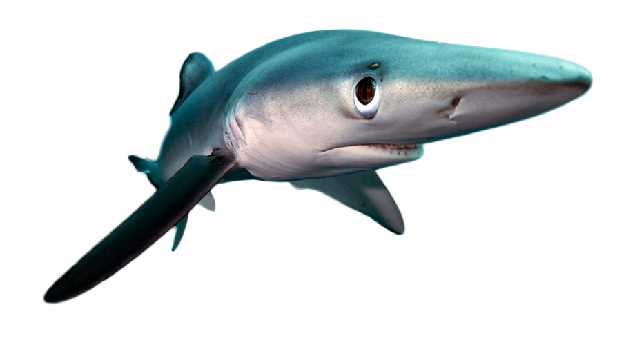 Megalodon Shark Png / Megalodon is the 6th standard shark to be