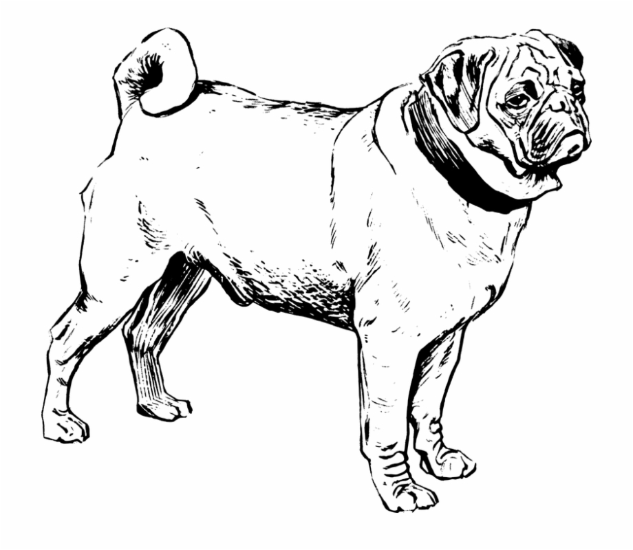 Dog Pug Black And White Animal Mammal Pet