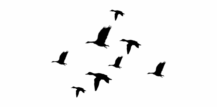Duck Silhouette Png Ducks Flying Silhouette