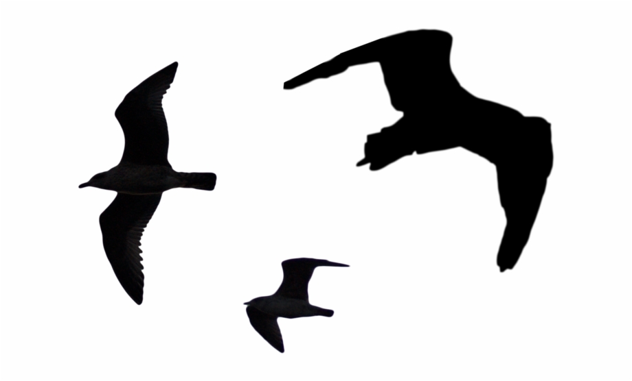 Bird Silhouette Png Pack Silhouette Of Birds Png