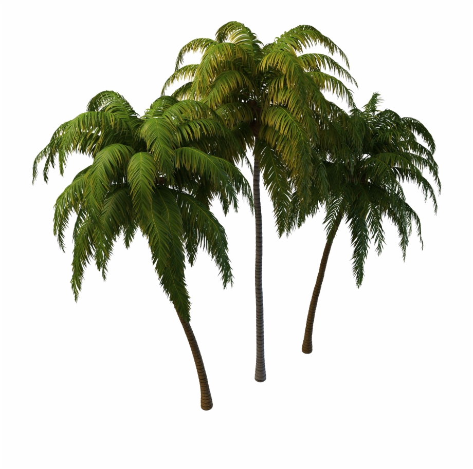 Coconut Tree Png Photos Coconut Tree Png