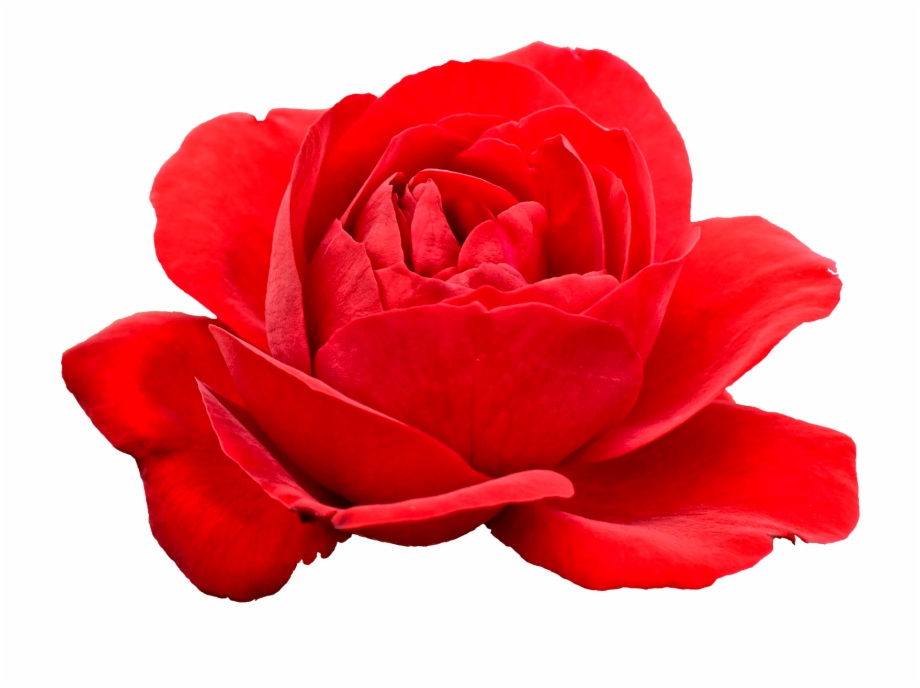 Free Download Red Flowers Transparent Background