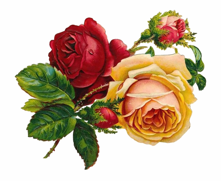rose flower drawing color
