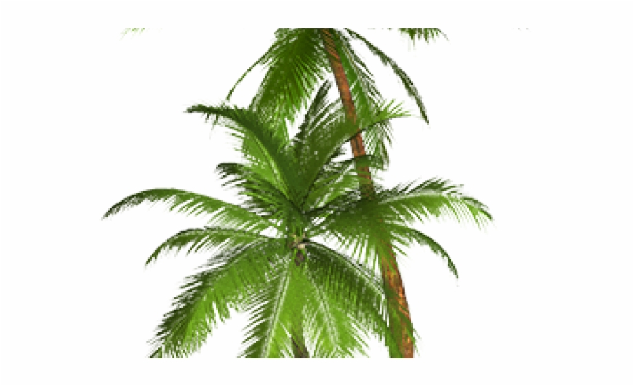 Transparent Background Palm Tree Png