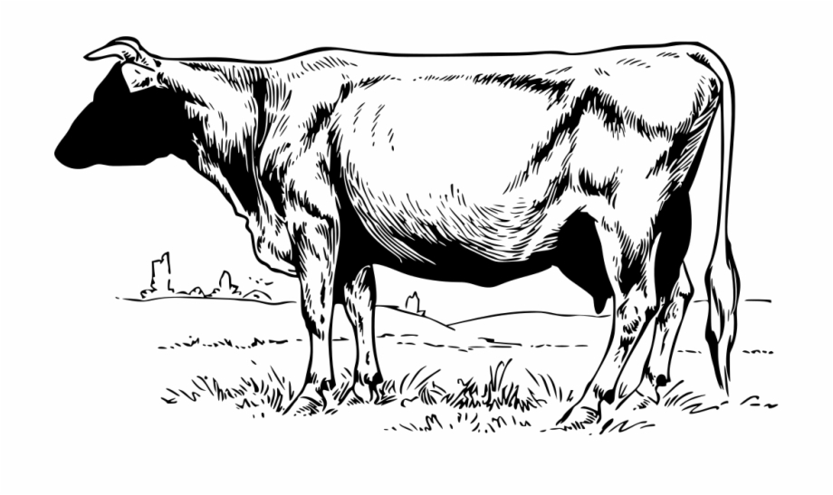 cow illustration vector png

