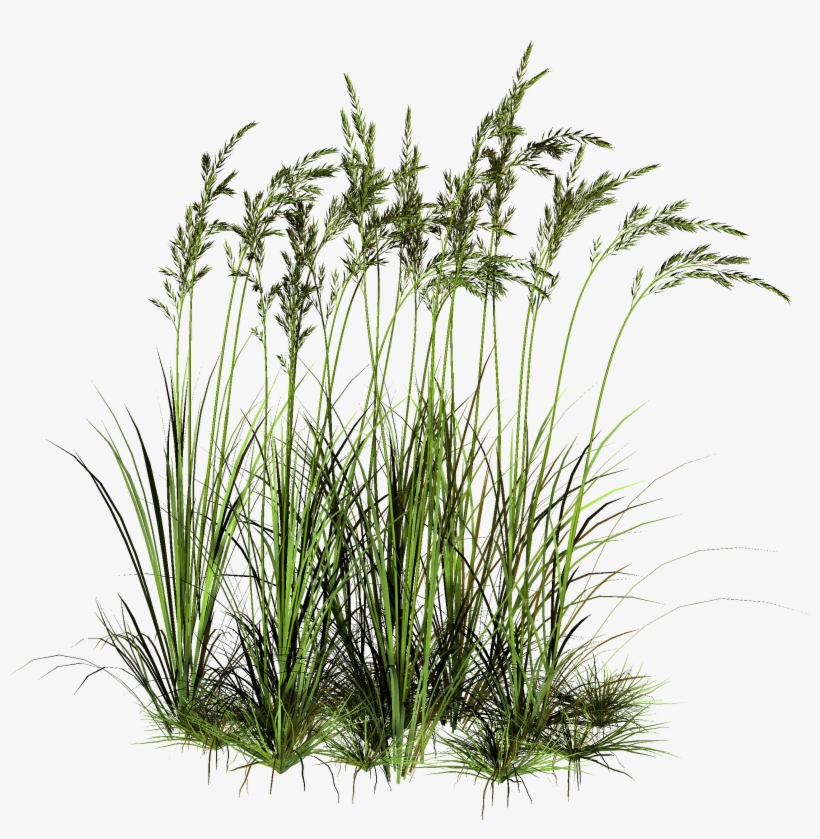 Tall Grass Png