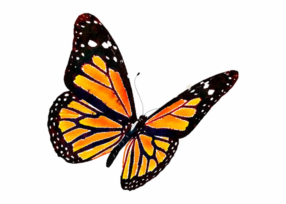 Monarch Butterfly Png Butterfly Transparent