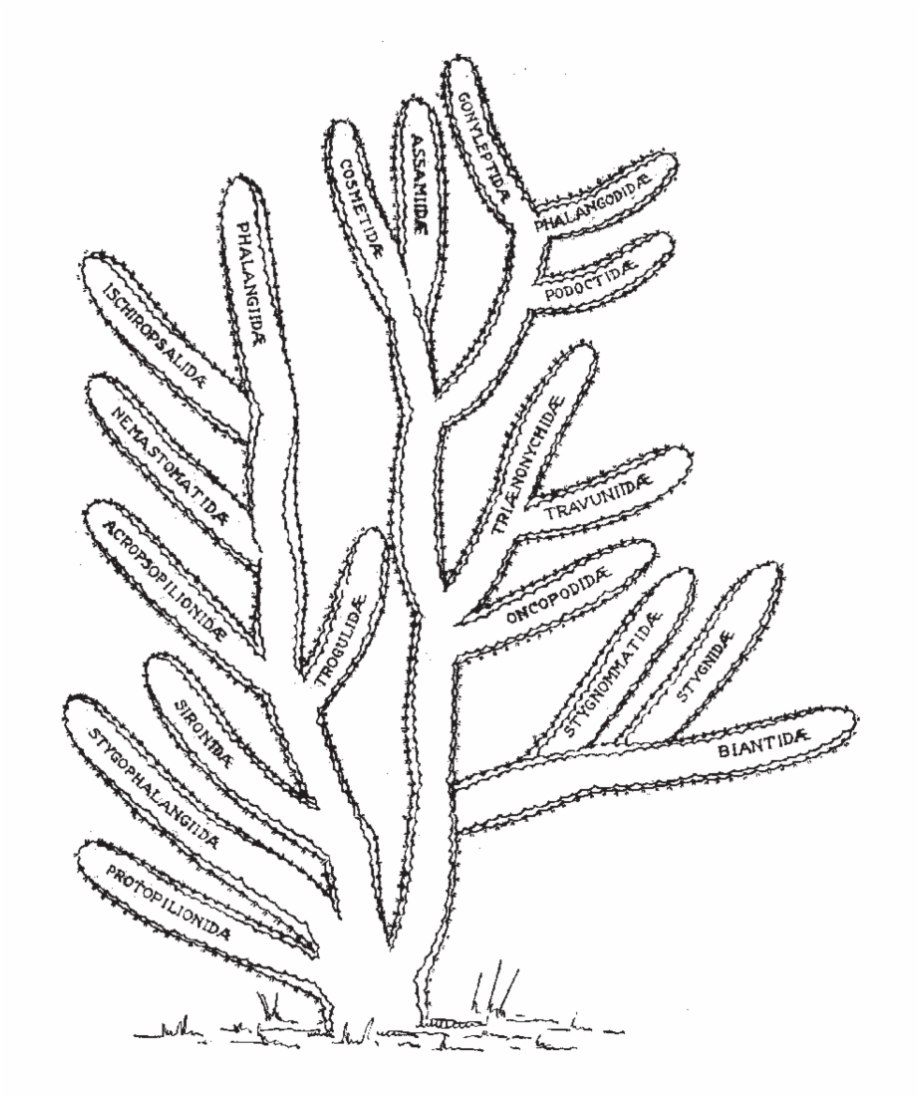 Drawing Cactus Texture Drawing