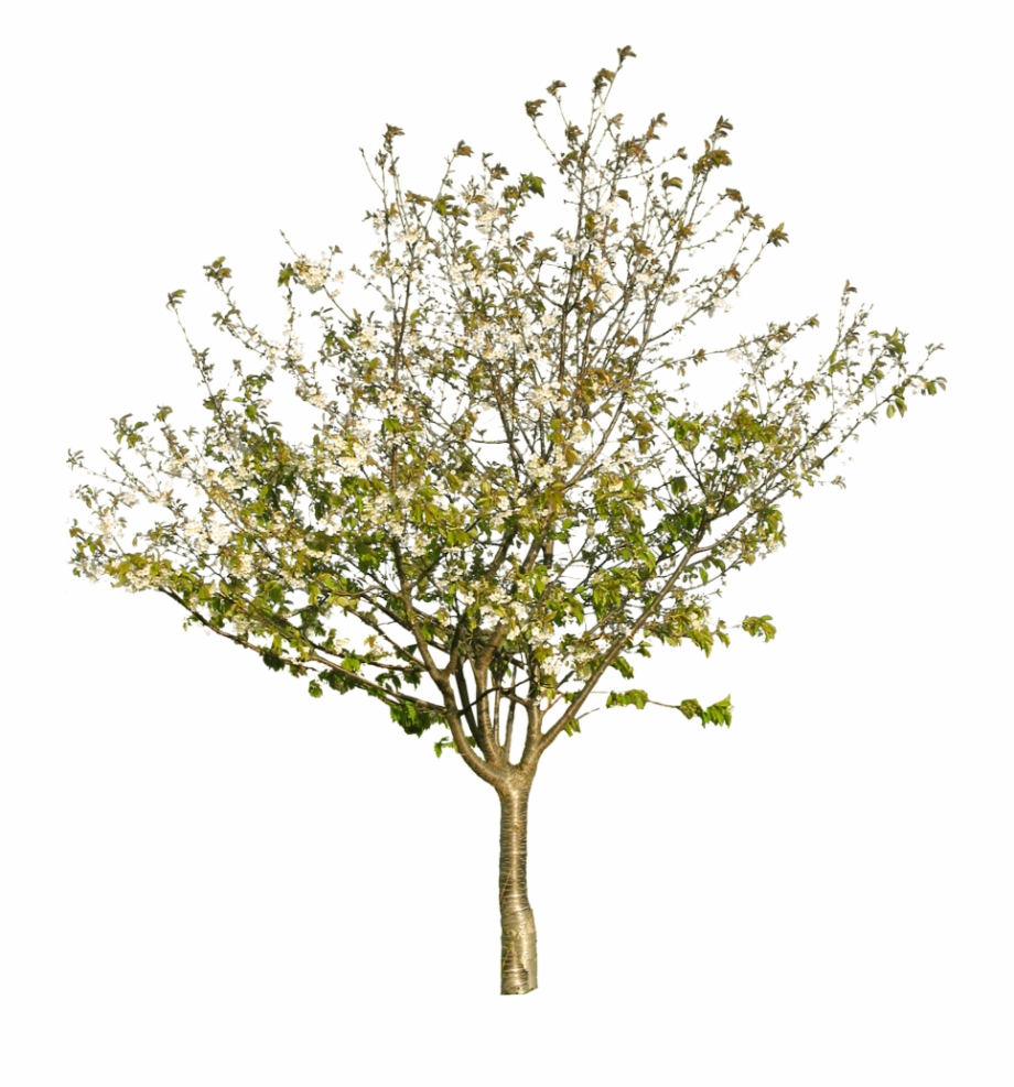 Tree Texture Png