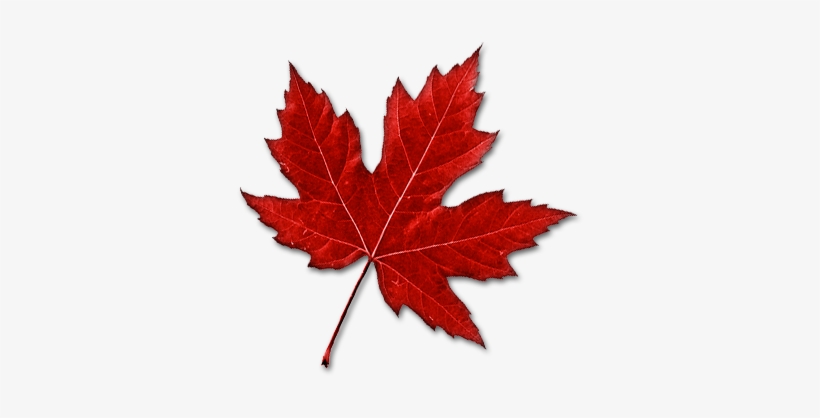 Canadian Leaf Png