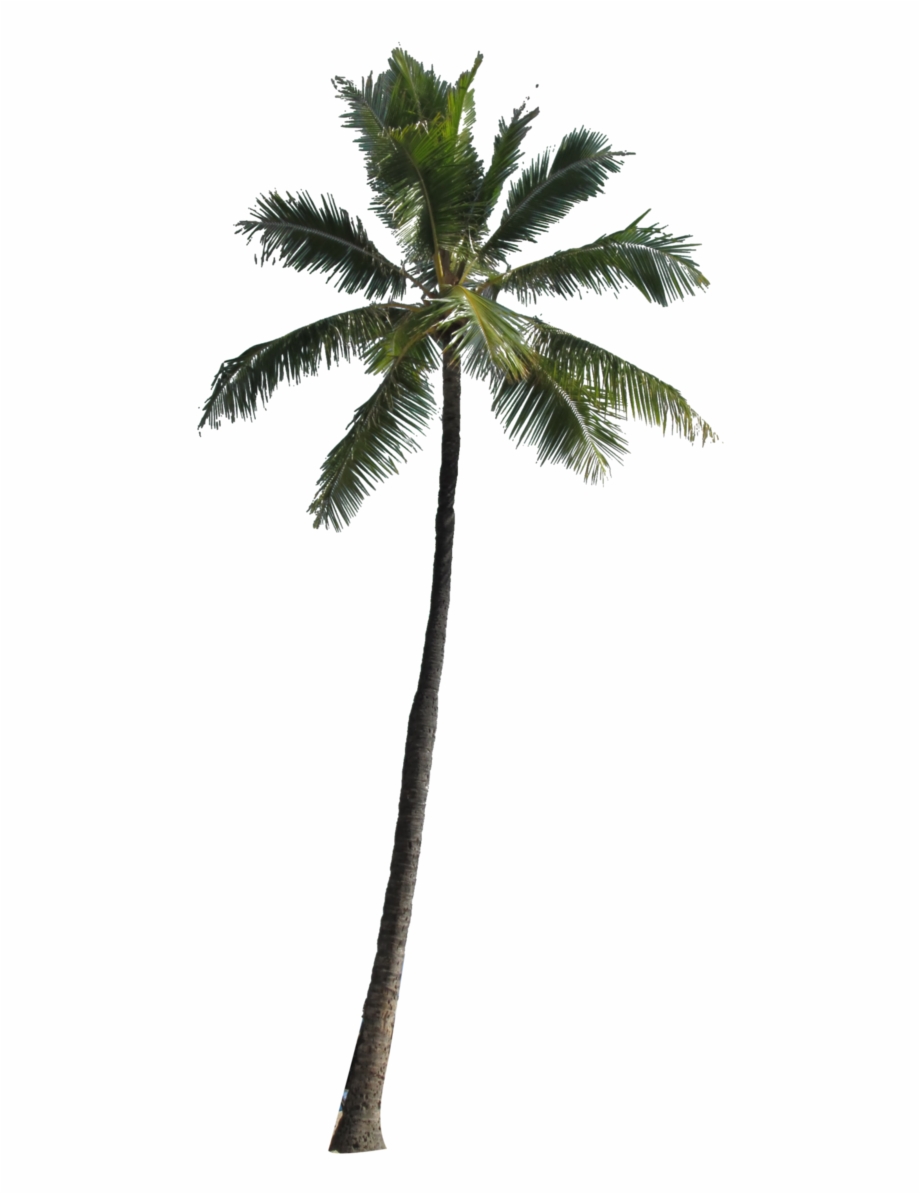 Coconut Palm Tree Png Image Trees For Photoshop
