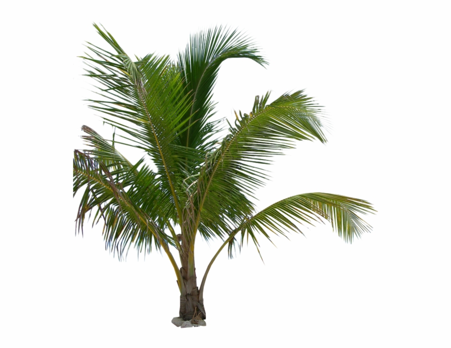 Palm Tree Png Image Transparent Background Palm Tree