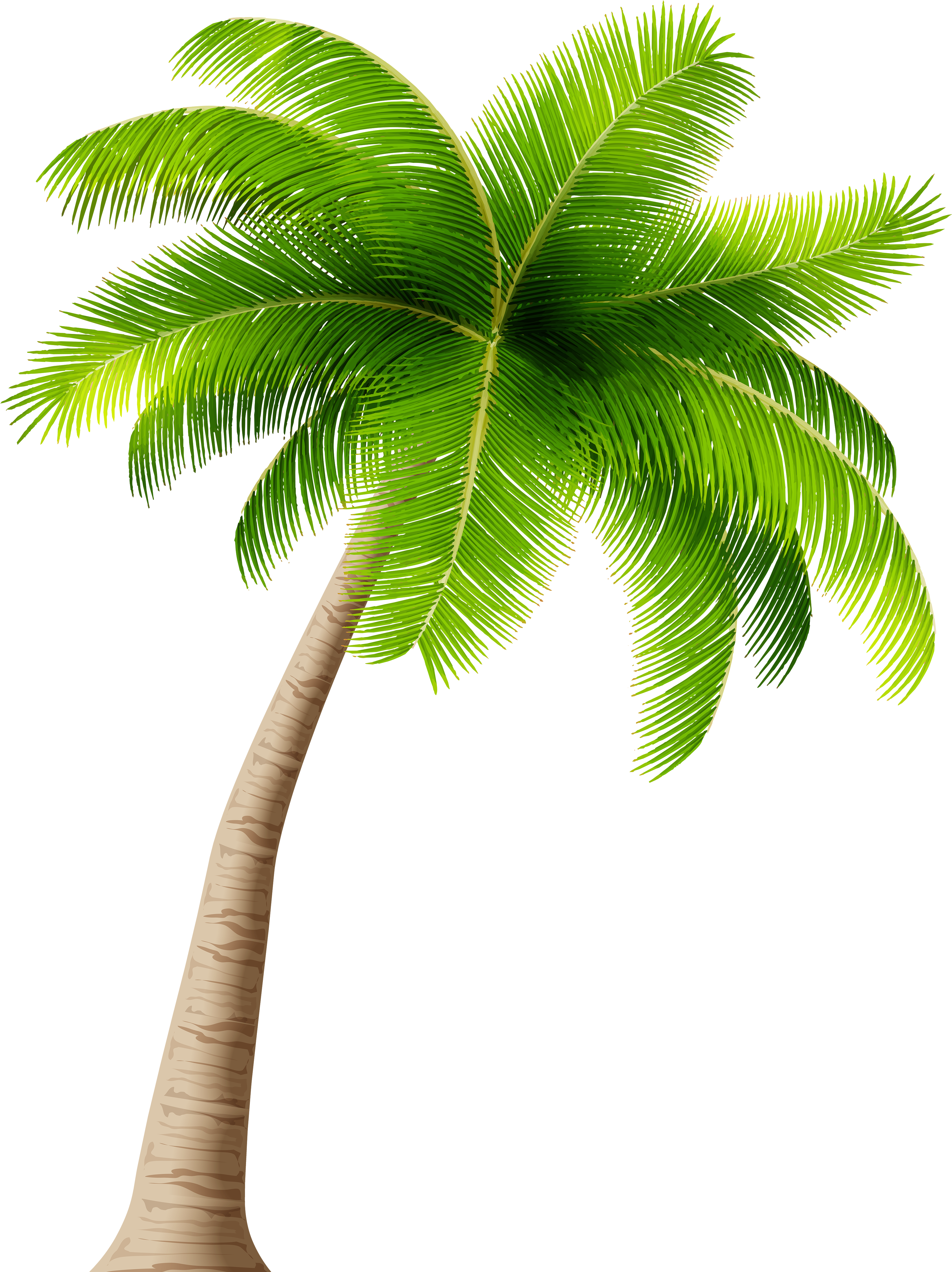 Free Transparent Palm Trees, Download Free Transparent Palm Trees png