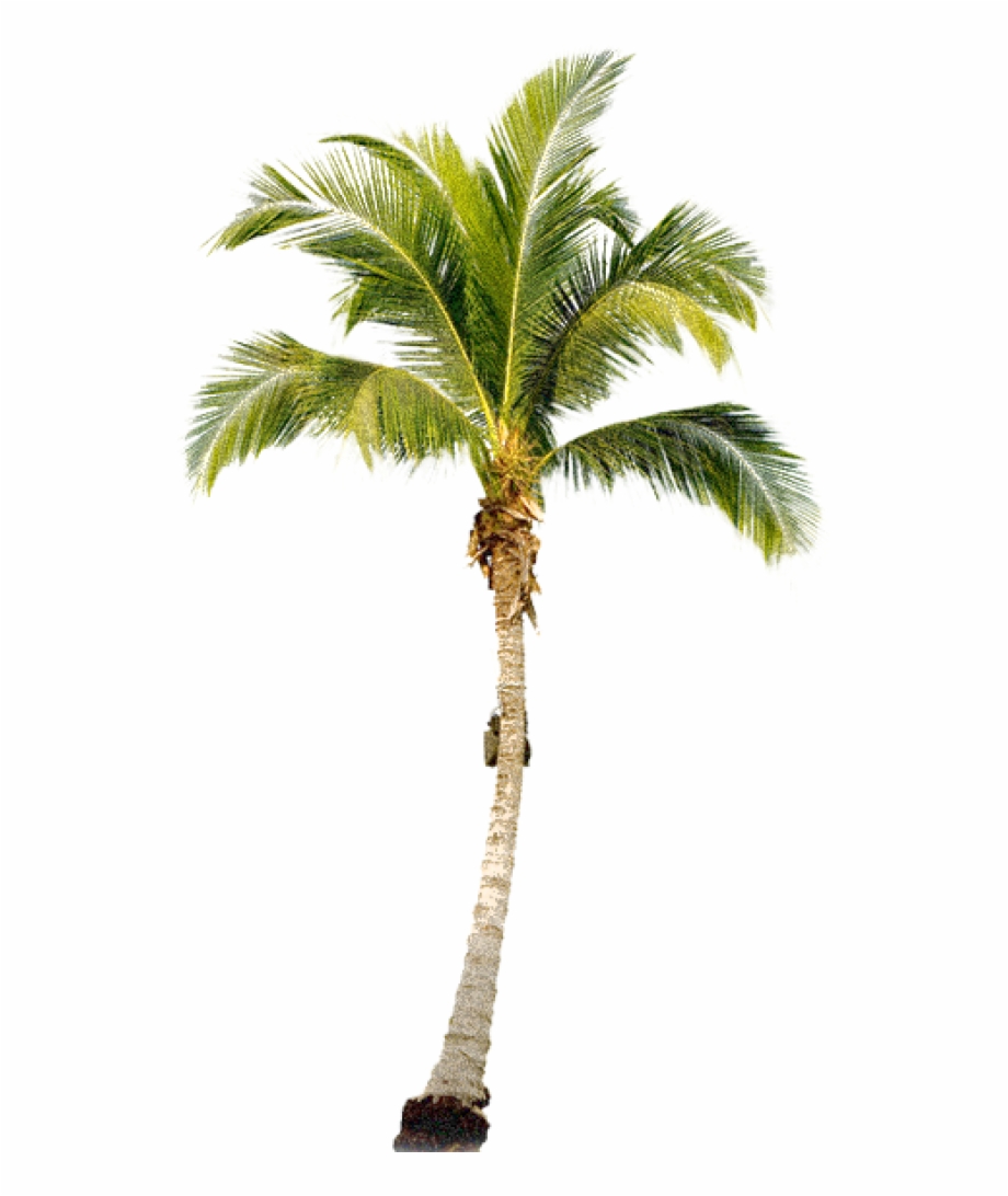 Palmtree Png Free Download Palm Tree Png Transparent