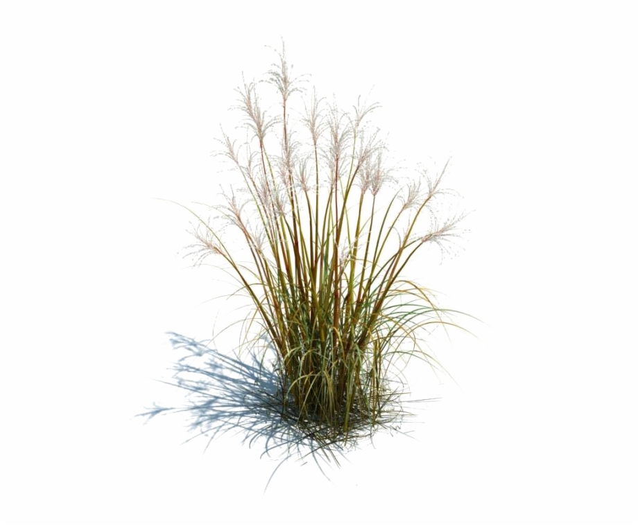 Long Grass Transparent Images Tall Grass Png
