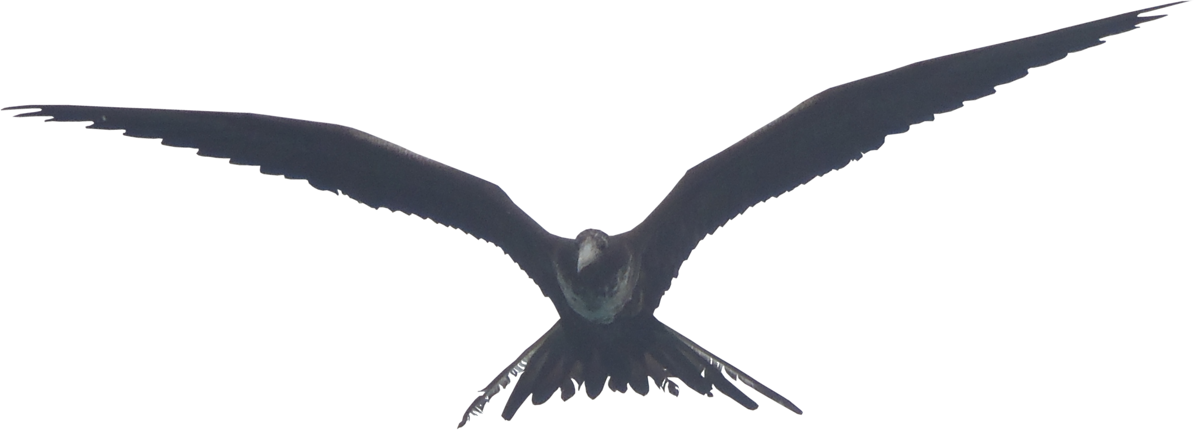 Image Flying Birds Png In Hd