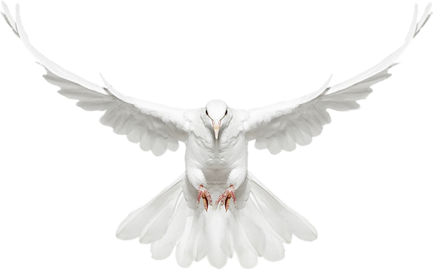 Download Pigeon Png Transparent Images Transparent Dove With