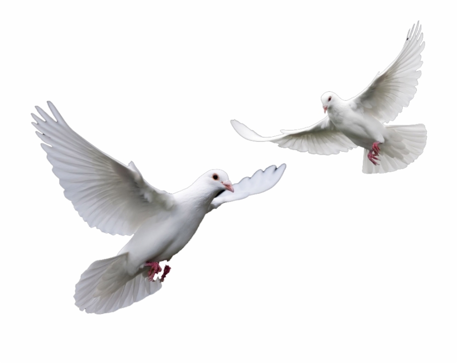 Doves Wedding Doves Png 2 White Doves Png