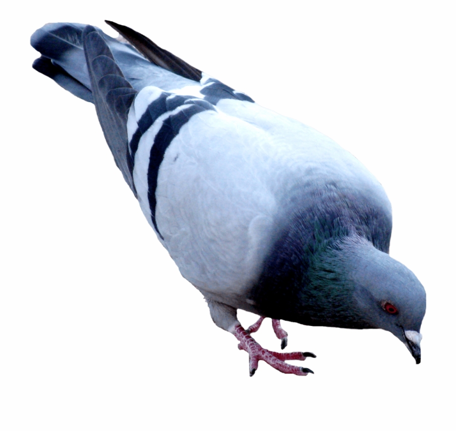 Pigeon Dove Png Pigeon Png Transparent Background