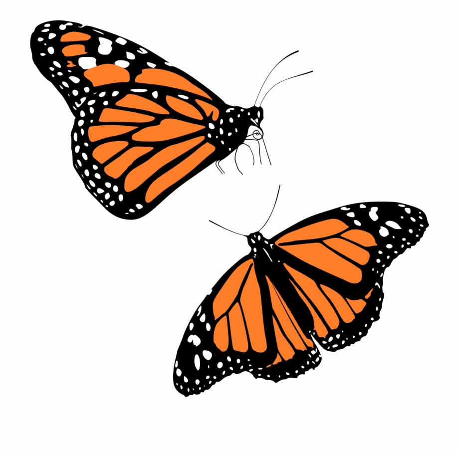 Monarch Butterfly Png Transparent Background Monarch Butterfly Clipart