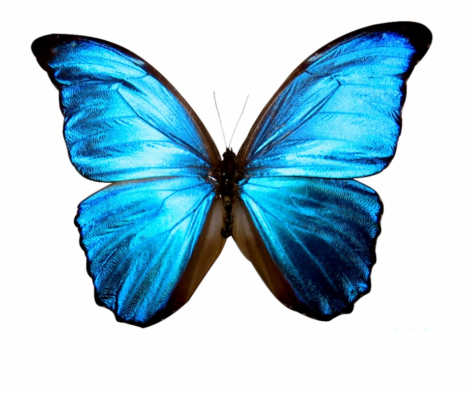 transparent background blue butterfly png

