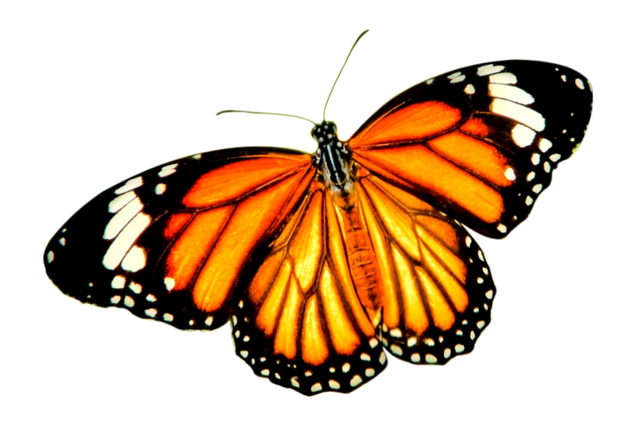 Download Png Balloon Image Orange Butterfly Transparent Background