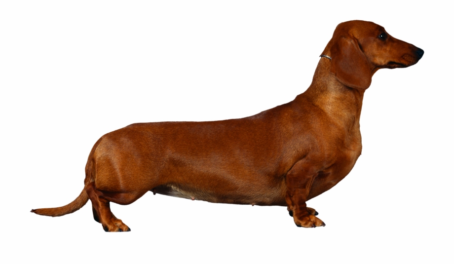 Dachshund Cocker Spaniels Png Download Bassotto Silhouette