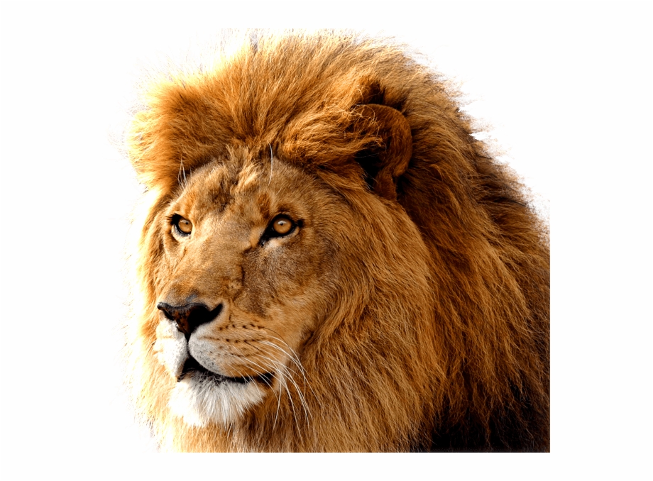Animals Lion Face Png